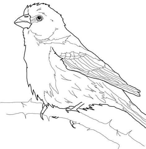 House Finch Coloring Page